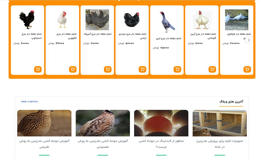 طراحی سایت نطفه چی